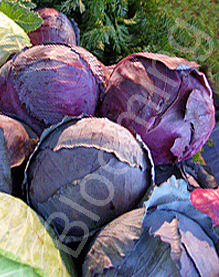 Brassica oleracea 'Red Express'